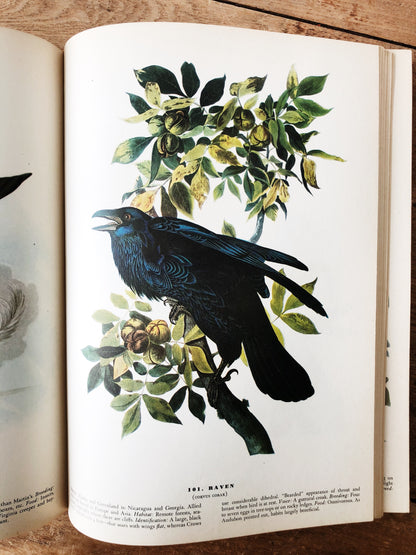 1940s The Birds of America by John Audubon
