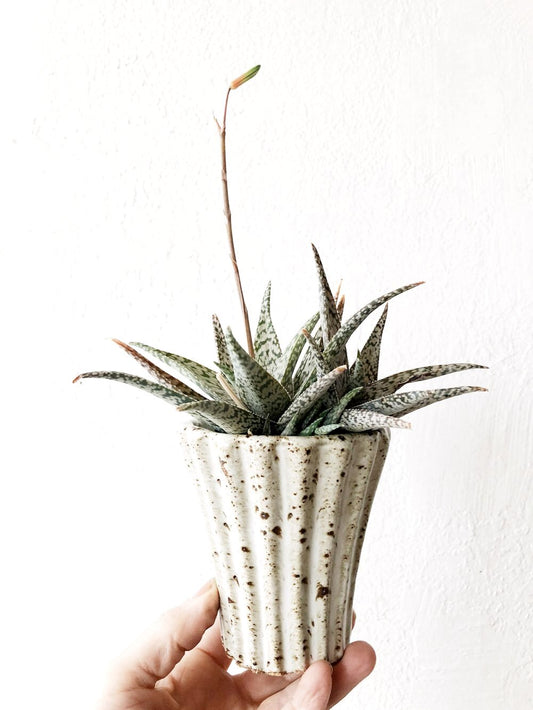 Variegated Aloe Potted in Vintage
