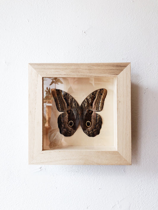 Vintage Butterfly Specimen Display