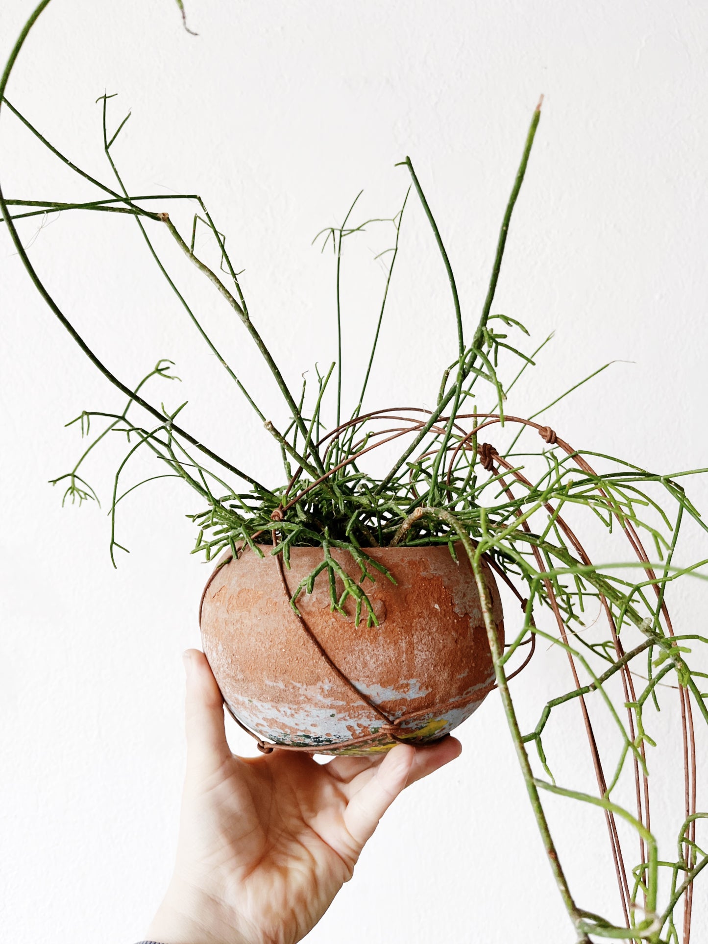 Rhipsalis in Vintage Clay
