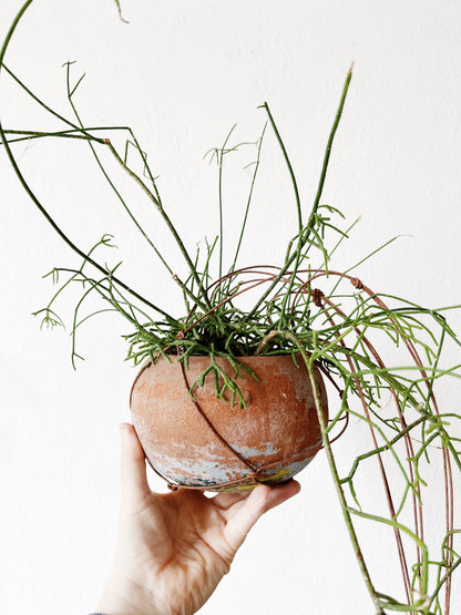 Rhipsalis in Vintage Clay