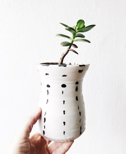 Crassula in Handmade Pottery