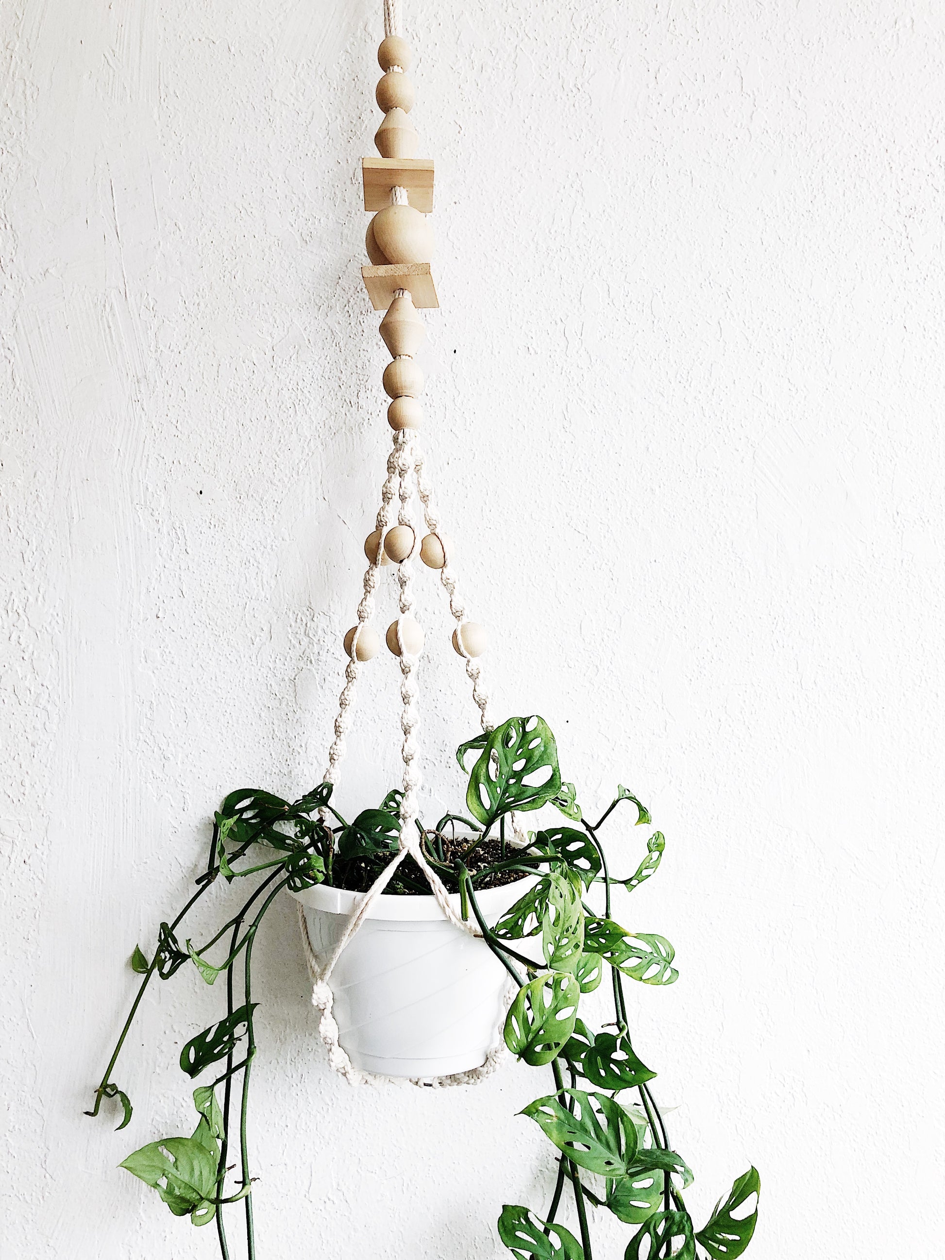 Monstera Adansonii in Macrame – Maven Collective