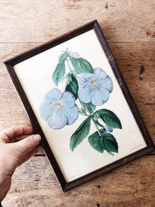 Antique Hand Colored Botanical Plate