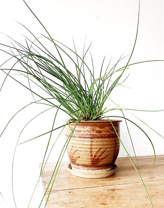 Grassy Agave and Vintage Planter