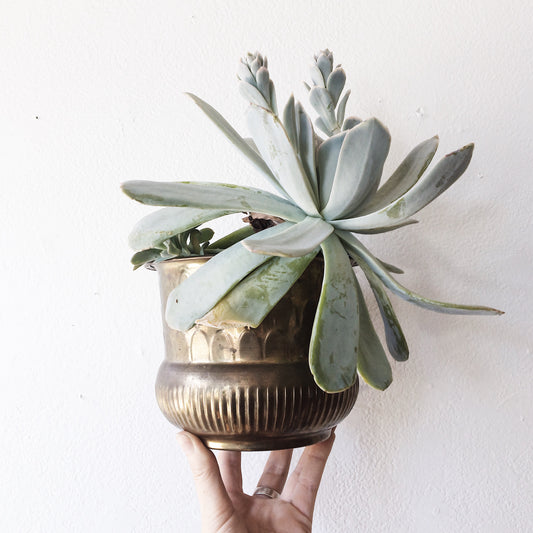 Indian Brass Plant Pot