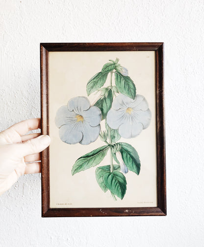 Antique Hand Colored Botanical Plate