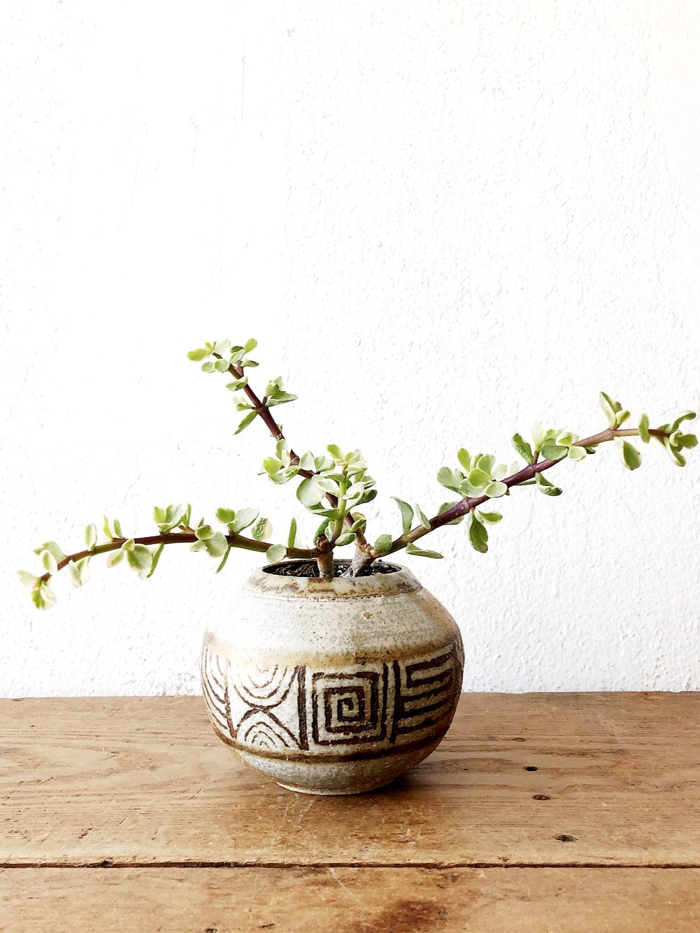 Variegated Portulacaria in Vintage Pottery