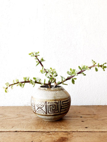 Variegated Portulacaria in Vintage Pottery