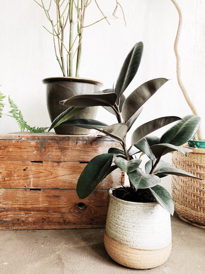 Euphorbia Tirucalli in Vintage Stoneware