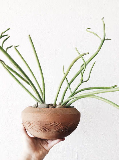 Euphorbia Tirucalli in Terra Cotta