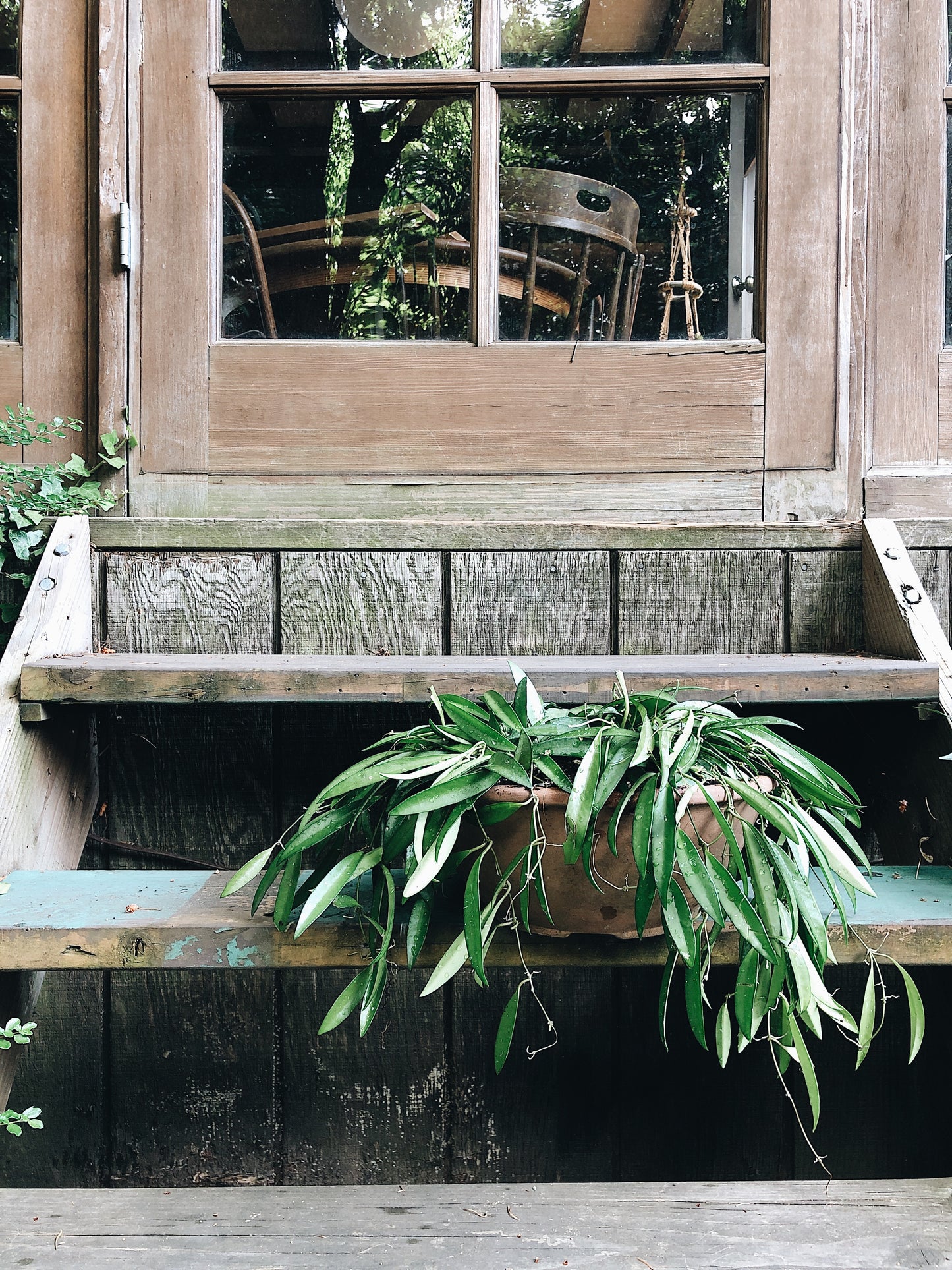 Large Hoya Kentiana in Terracotta Hanging Planter