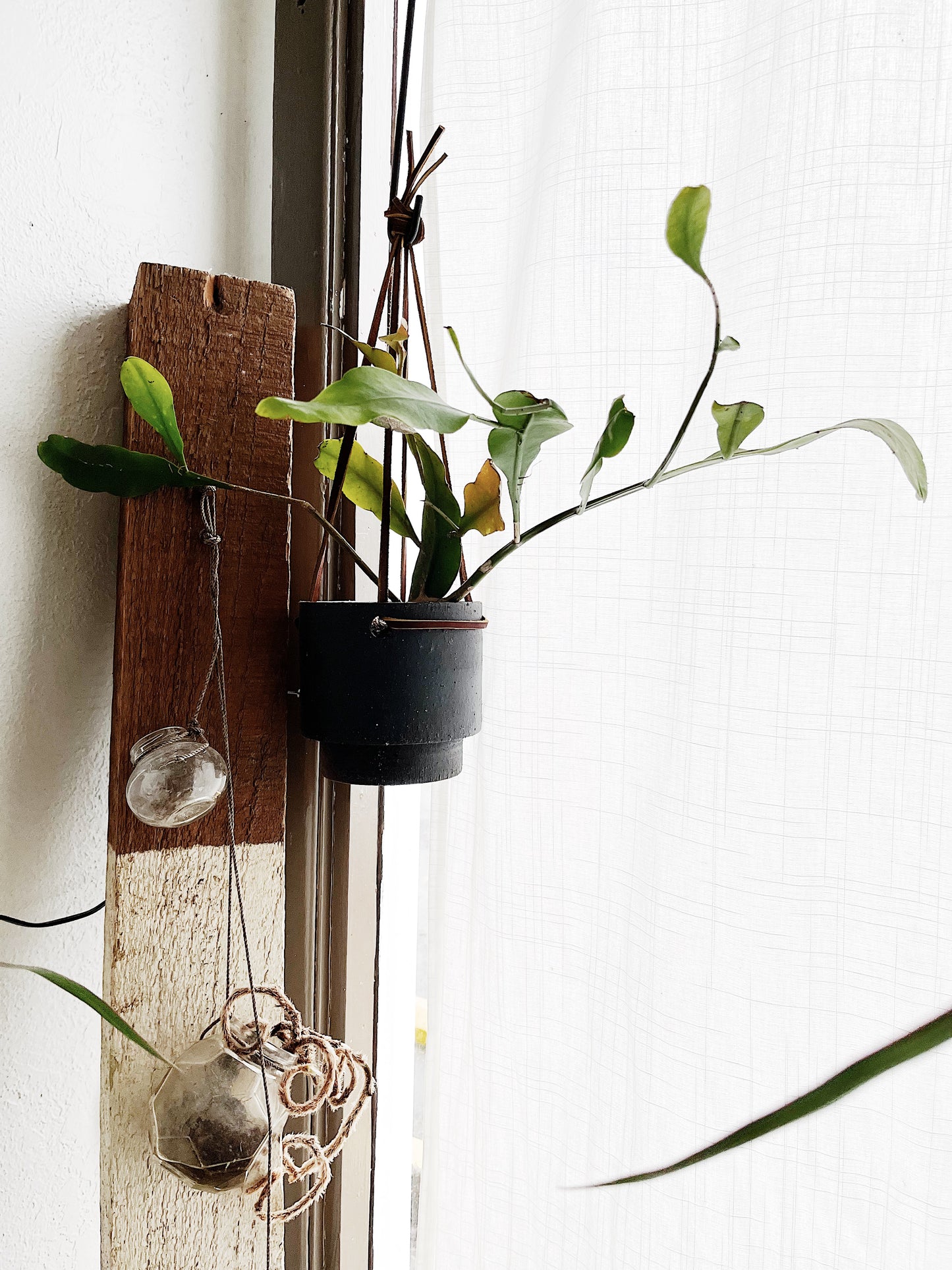 Night Blooming Cereus in Modern Ceramic