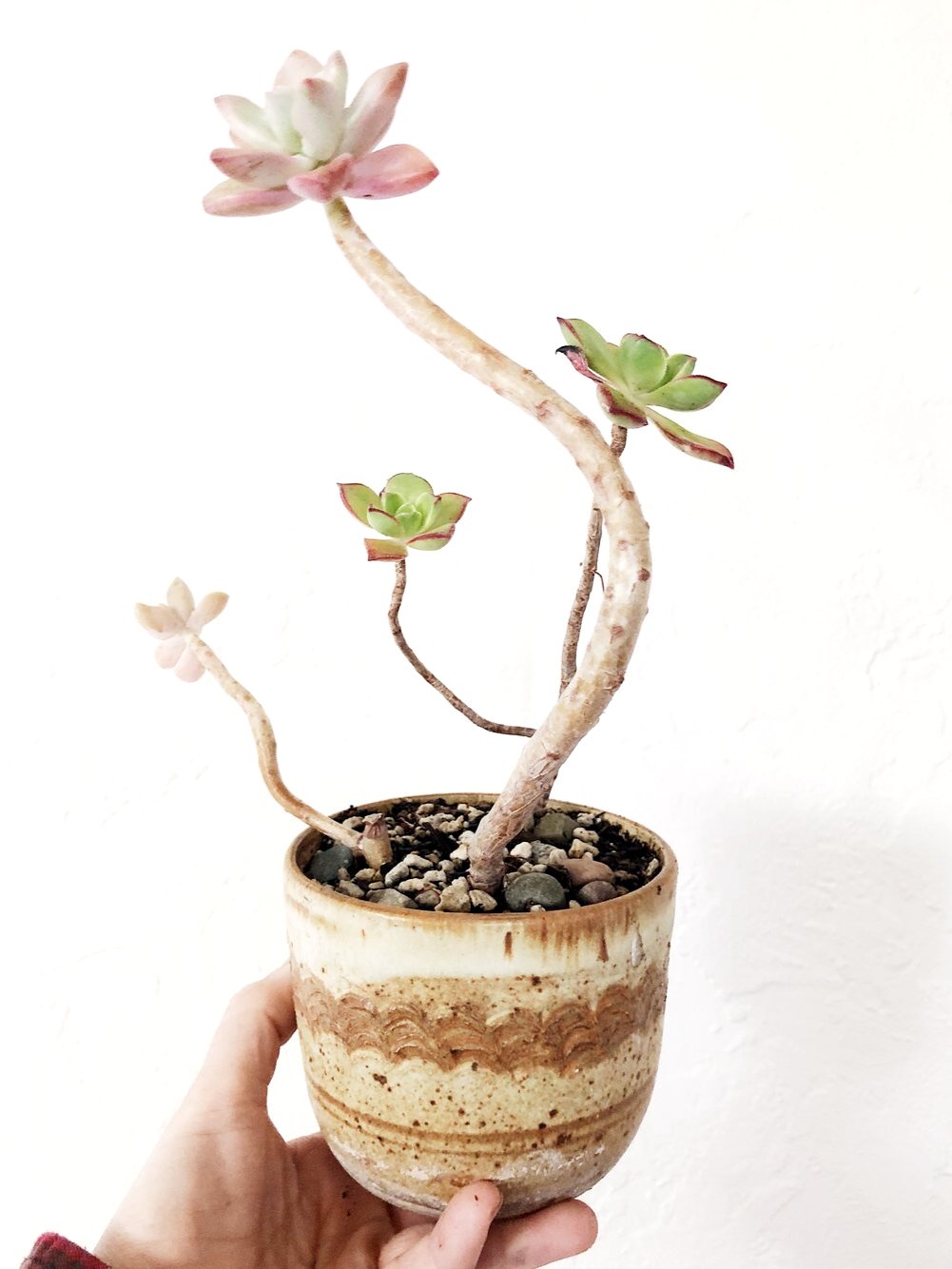 Succulent in Vintage Pottery