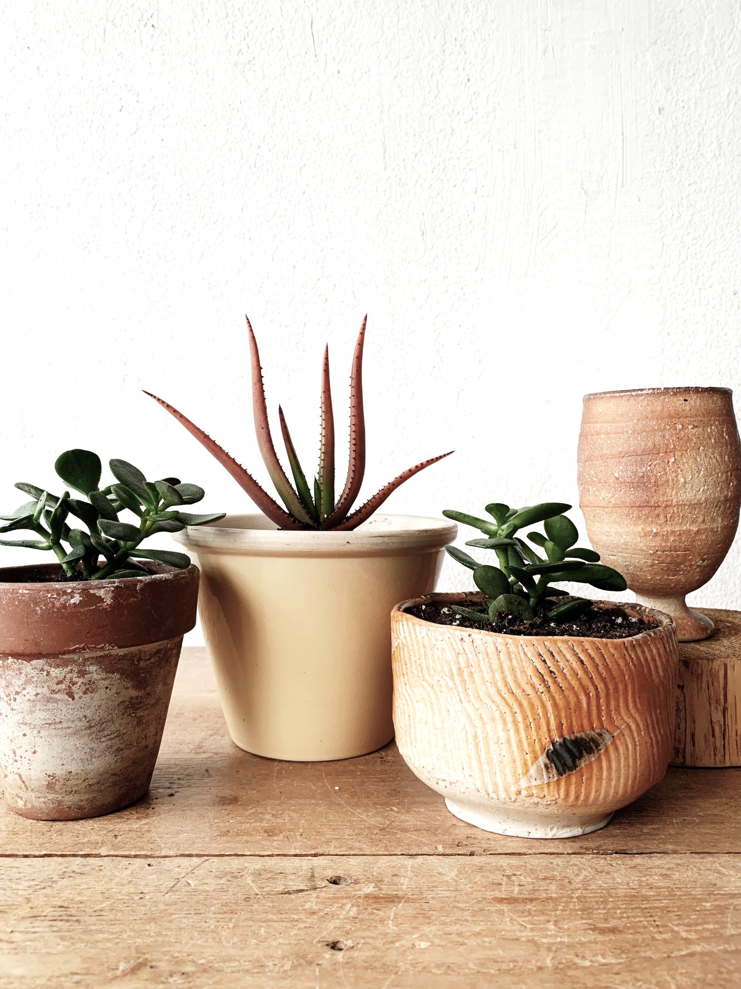 Potted Plant