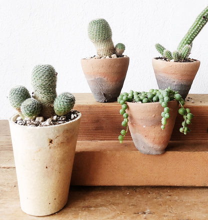 Mini Cactus or Succulent Pot