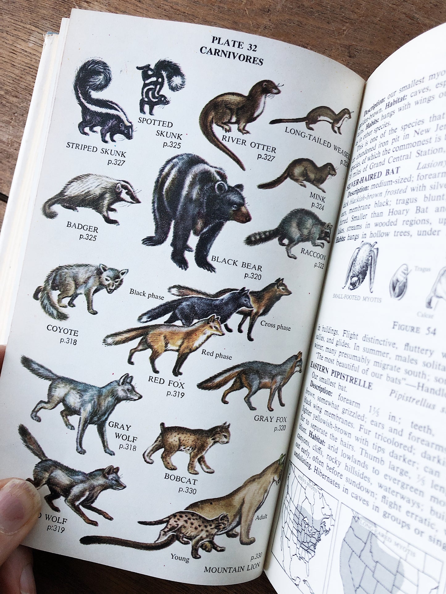 Vintage 1950s Wildlife Guide