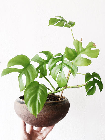 Rhaphidophora Tetrasperma in Vintage Pot