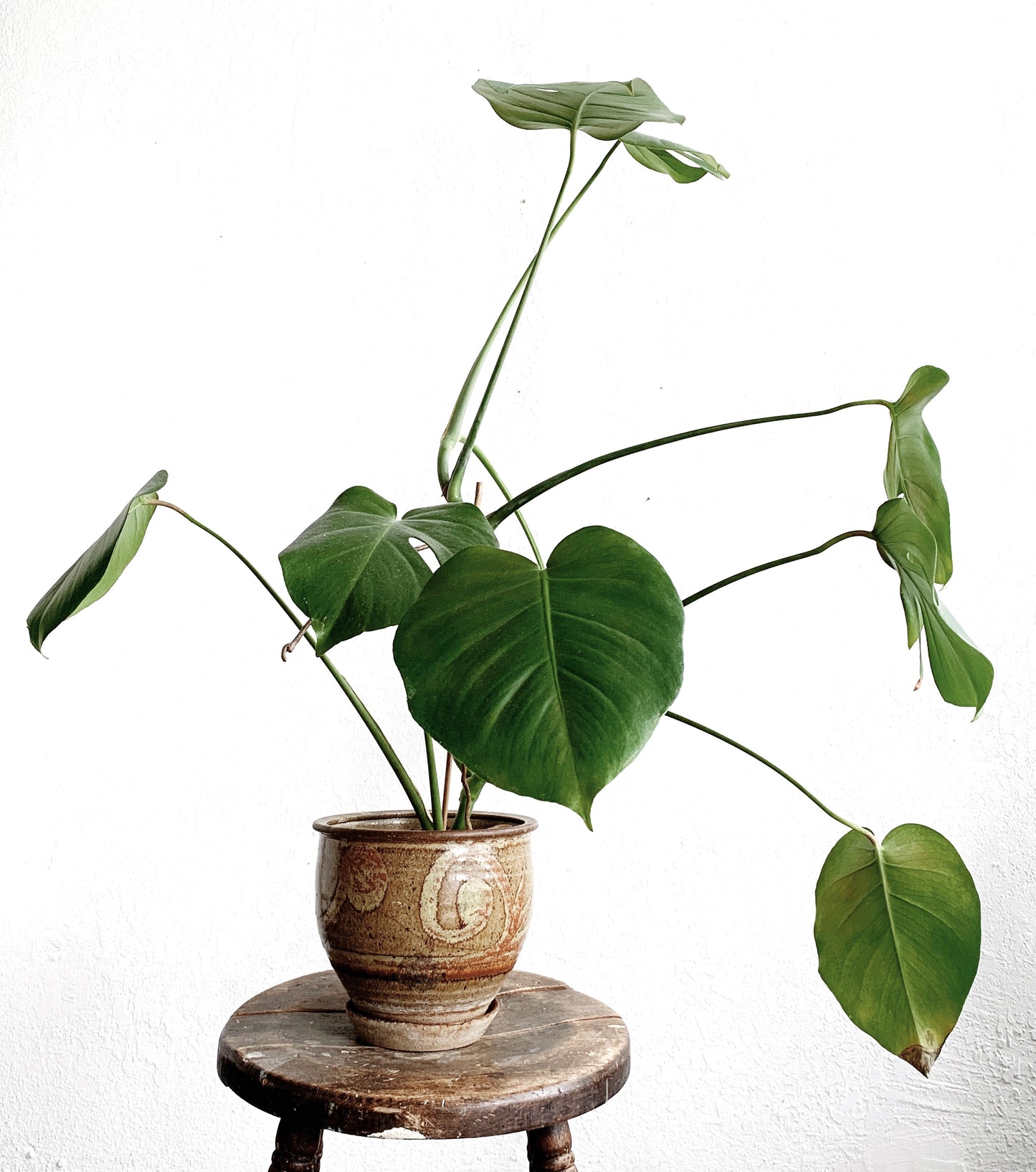 large potted philodendron Large Potted Split Leaf Philodendron – Maven Collective