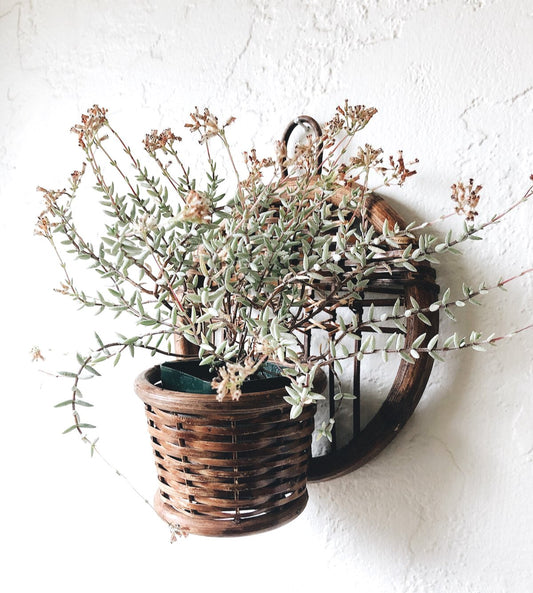 Petite Vintage Wall Planter