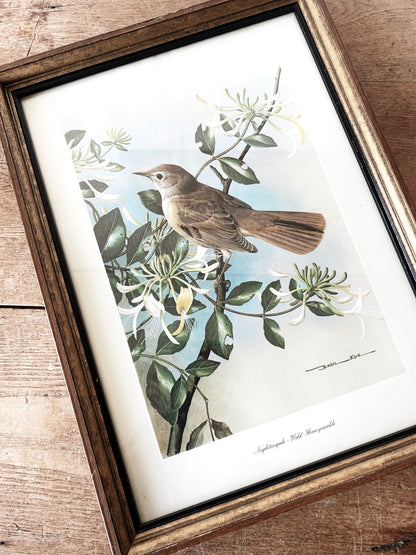 Mid Century Basil Ede Nightingale with Wild Honeysuckle