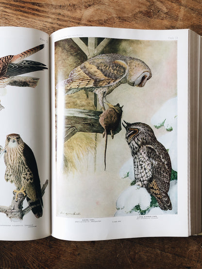Vintage 1930s Birds of America Book