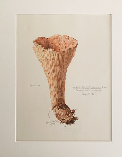 Vintage 1970’s Matted Mushroom Prints 11x14”