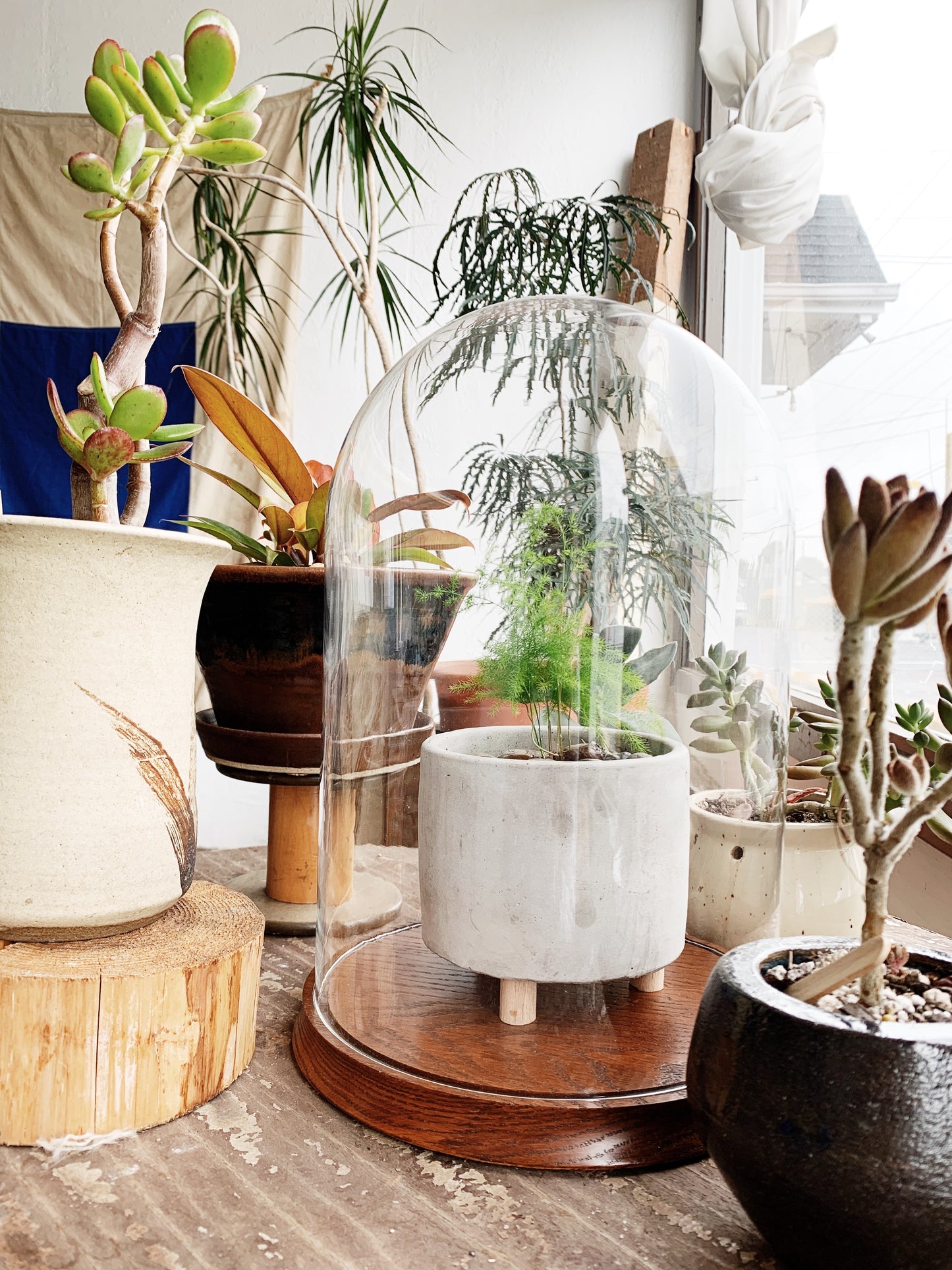 Large Vintage Cloche Terrarium with Potted Fern