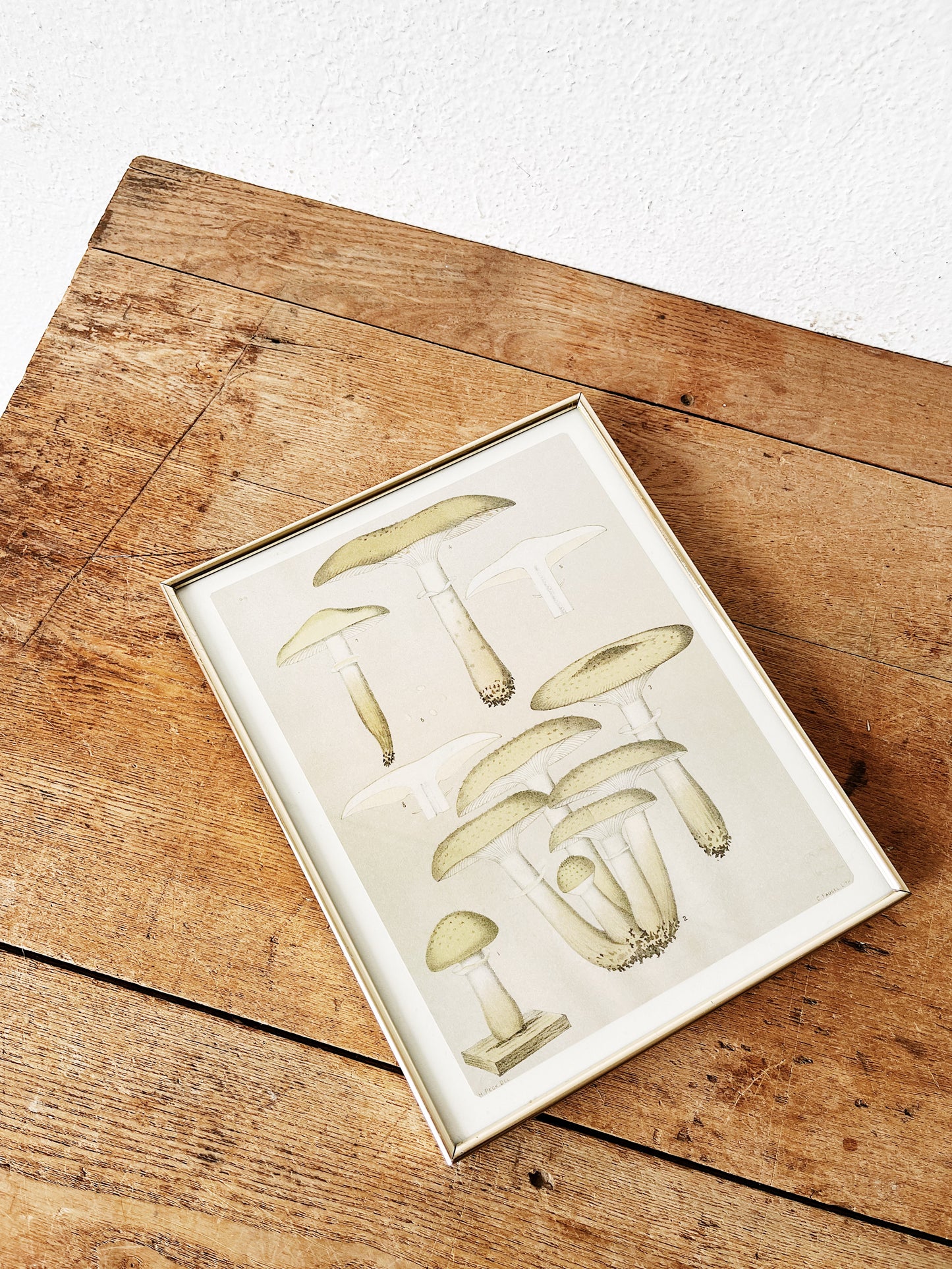 Vintage Mushroom Print