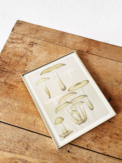 Vintage Mushroom Print