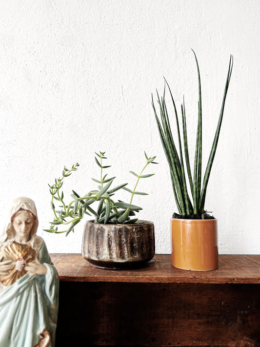 Potted Plant for Local Pickup