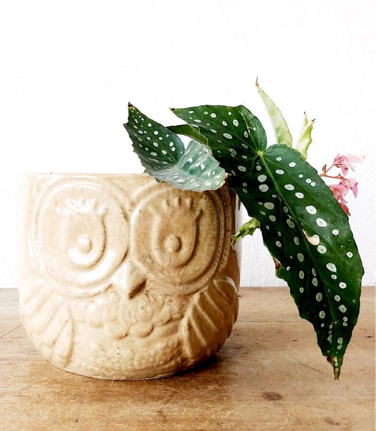 Vintage Owl Planter