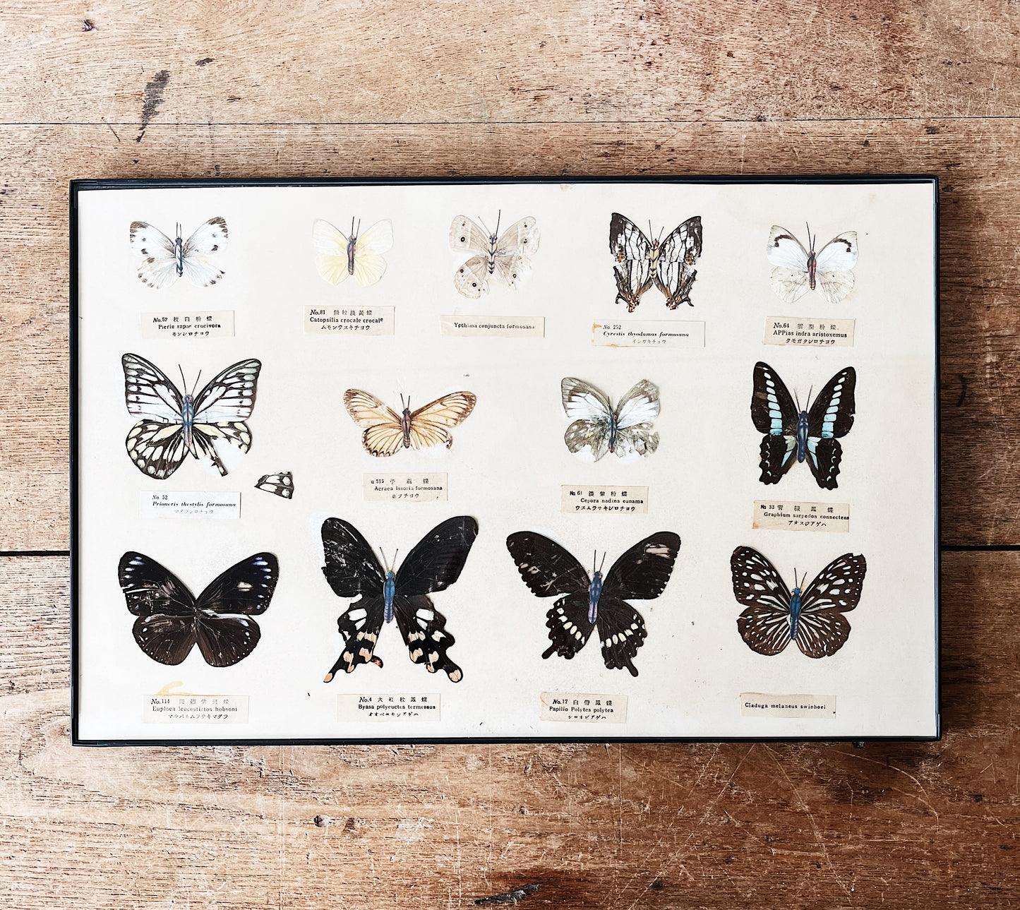 Vintage Specimen Chart