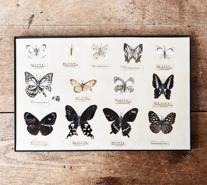 Vintage Specimen Chart