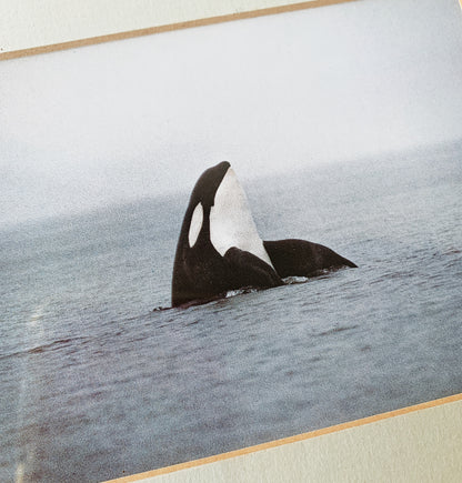 Framed Orca Photograph