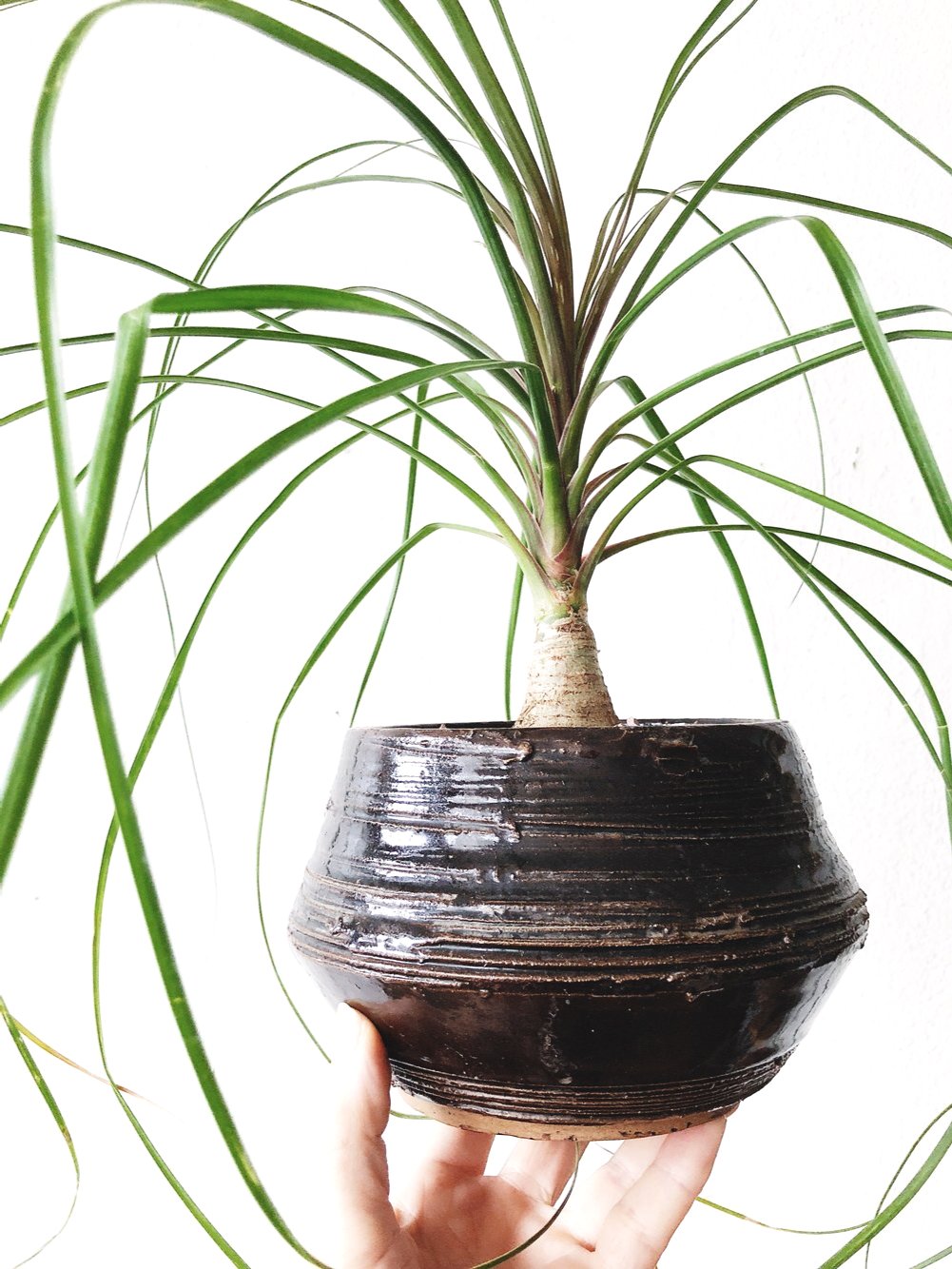Ponytail Palm in Vintage Pottery