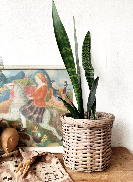 Vintage Plant Basket