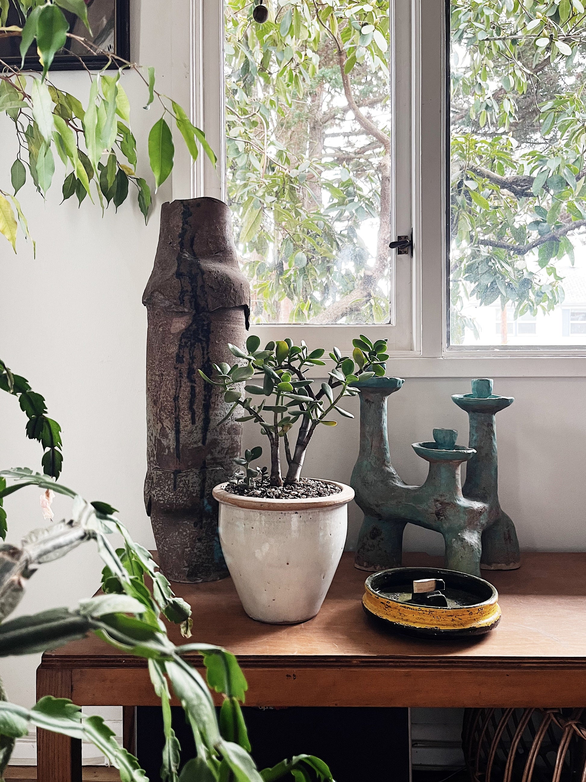 large indoor jade plant Large Potted Jade Plant – Maven Collective