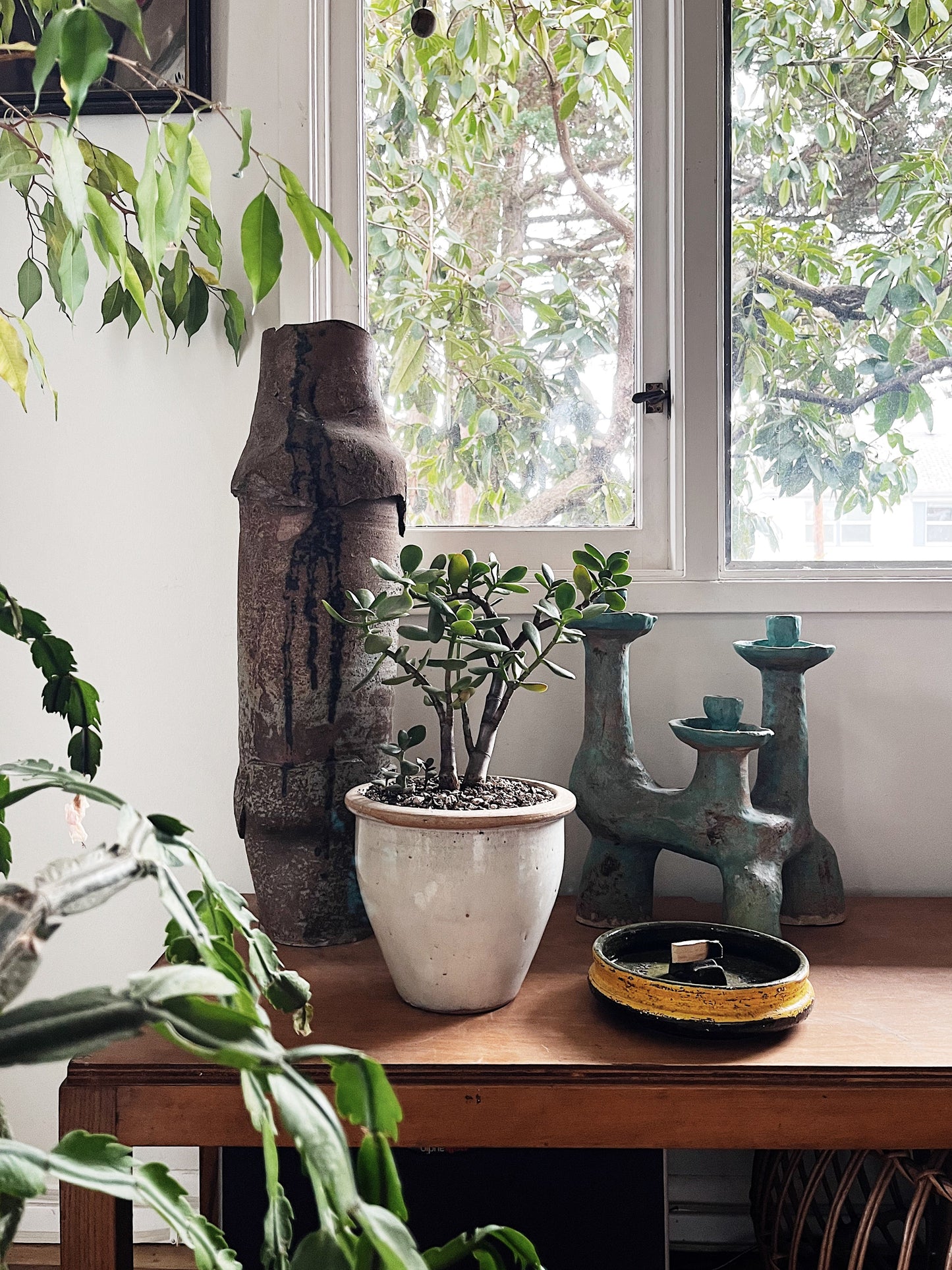 Large Potted Jade Plant