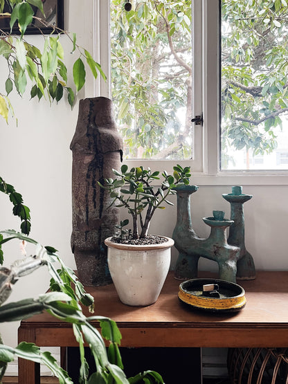 Large Potted Jade Plant