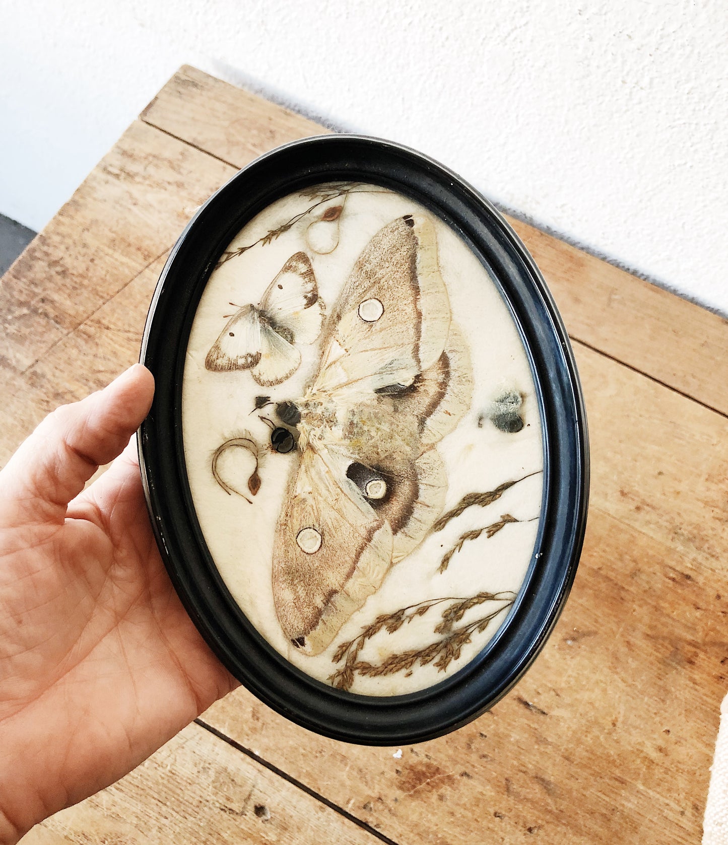Sweet Vintage Pressed Moth