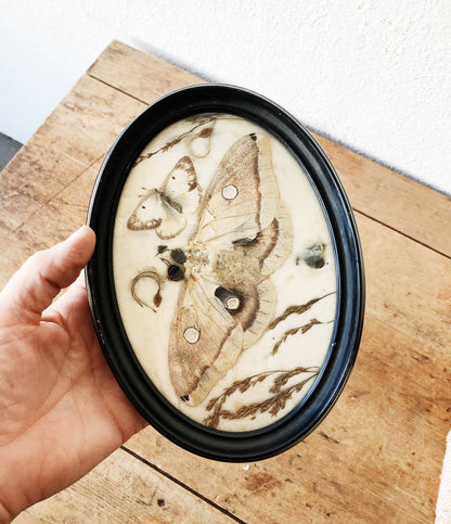 Sweet Vintage Pressed Moth