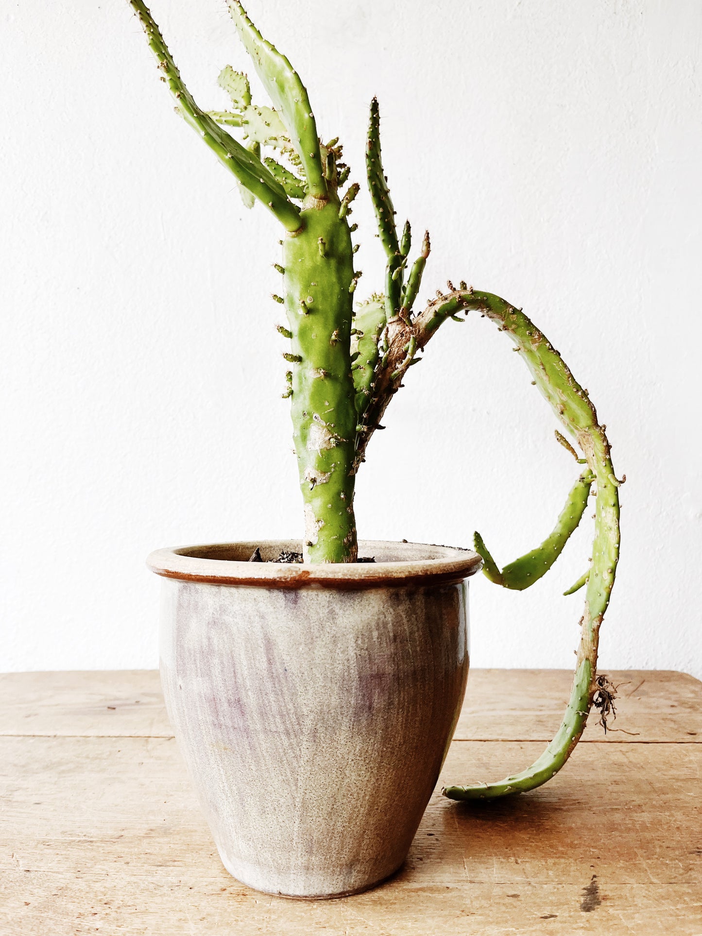 Potted Opuntia in Vintage Pottery