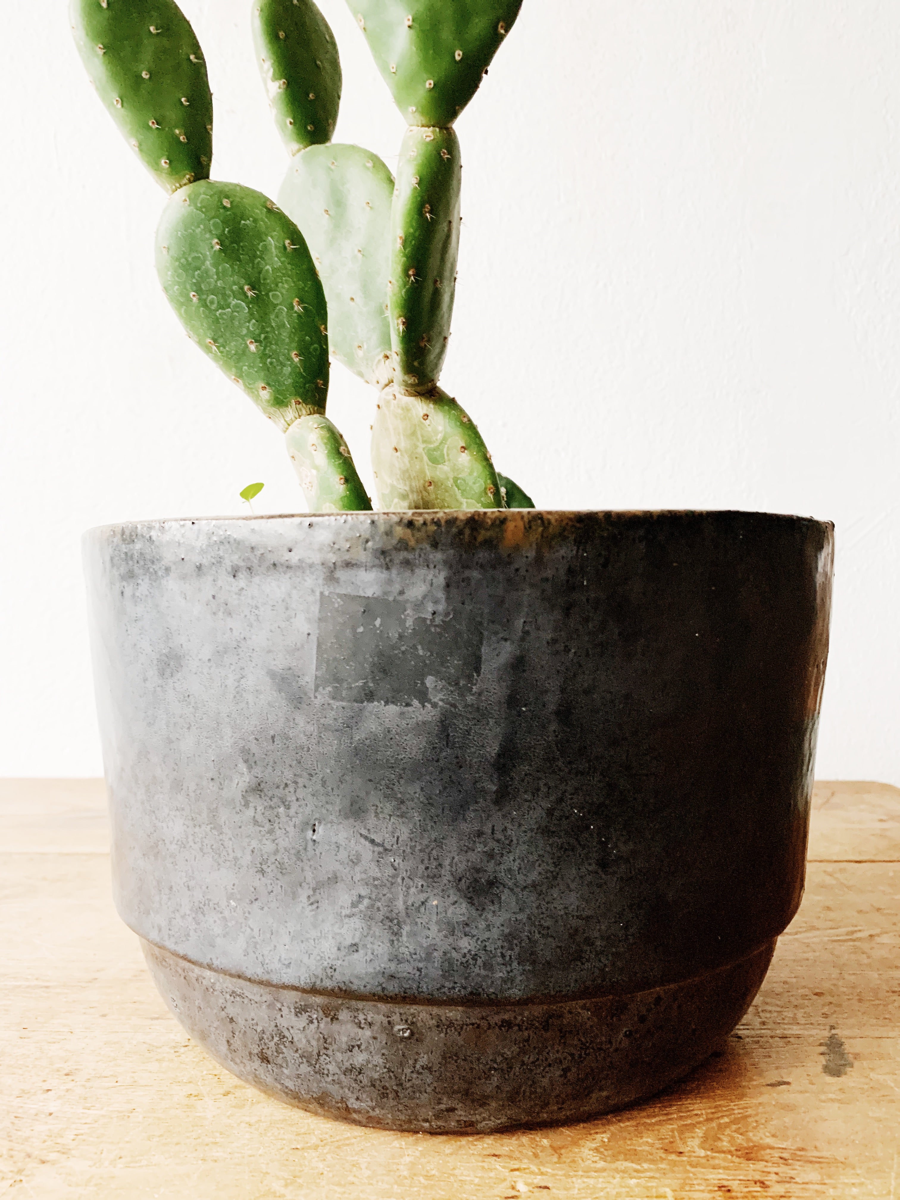 Large Mature Opuntia in Black Terra - Thumbnail 2