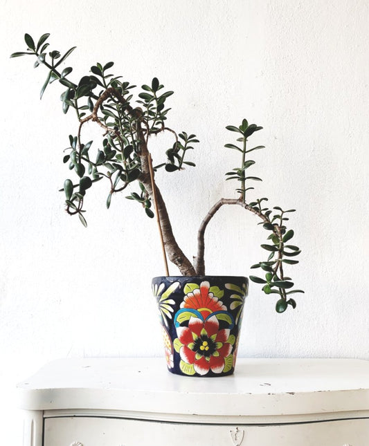 Wise Old Jade in Clay Pot
