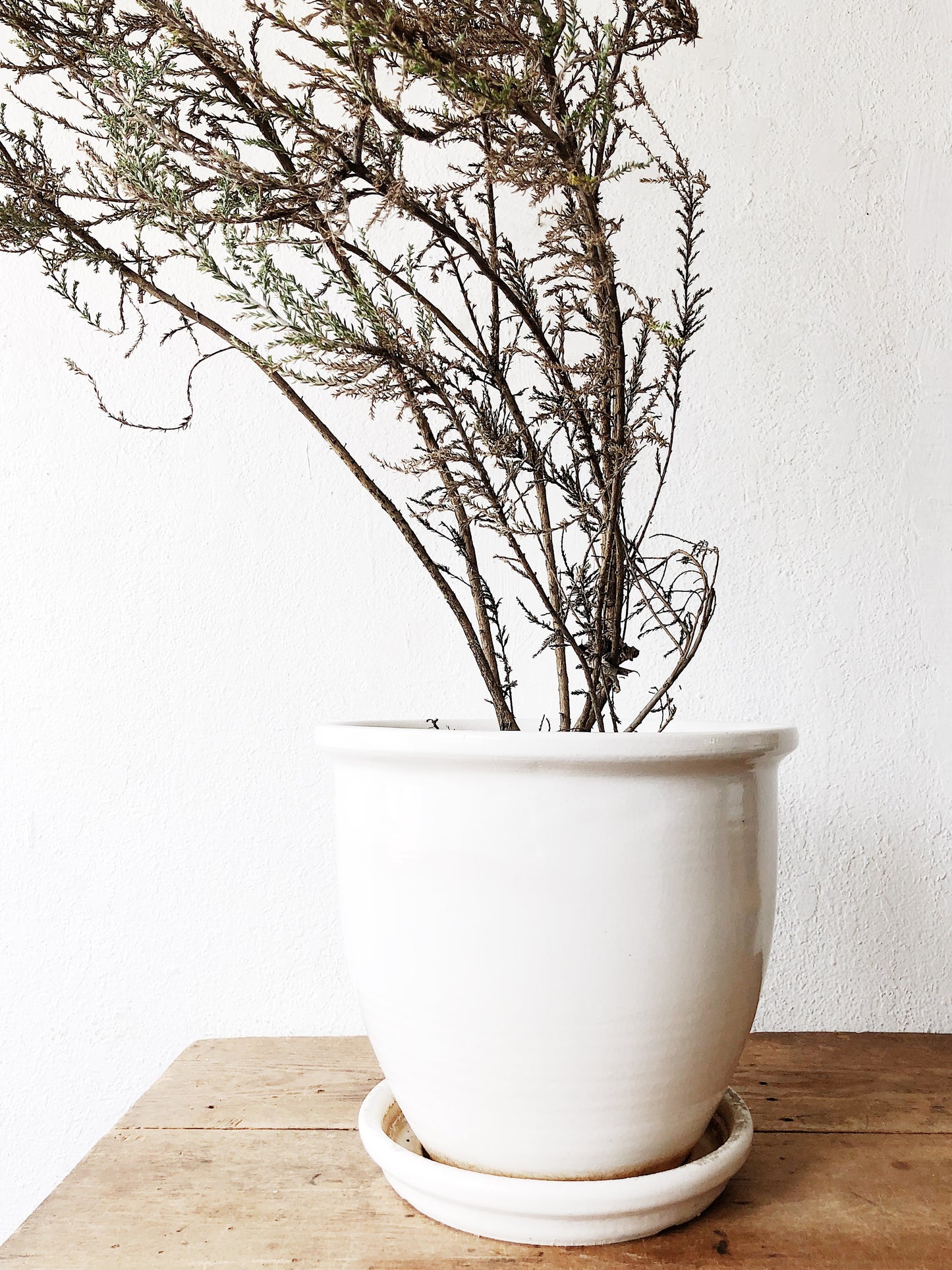 Mid Century US Pottery of Paramount Planter