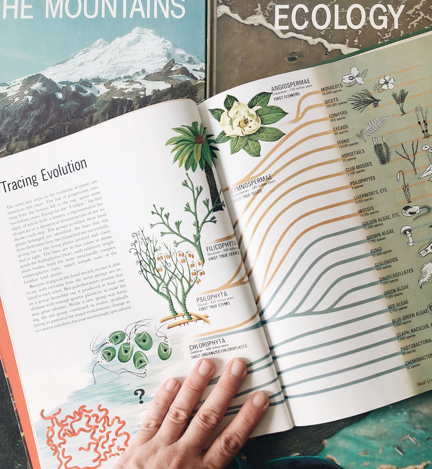 Vintage Natural History Book Collection