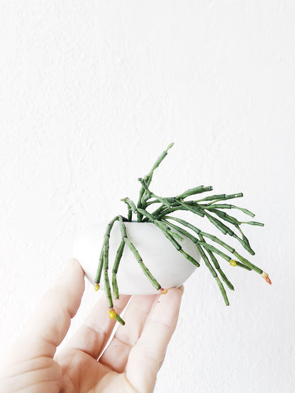 Hatiora Salicornioides in Handmade Vessel