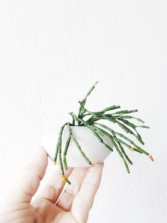 Hatiora Salicornioides in Handmade Vessel
