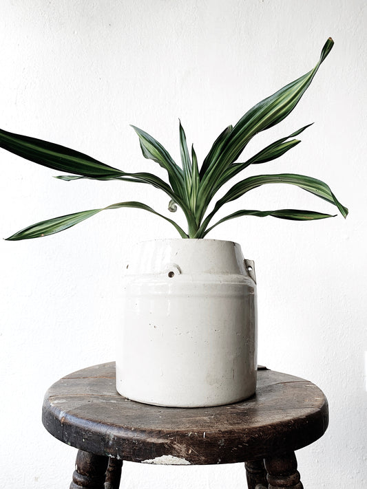 Potted Dracaena